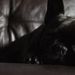 Profile Picture of Carroll Schmuland (@cschmul) on Pinterest