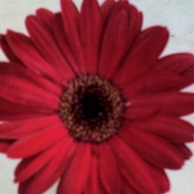 Profile Picture of Beth Doffek (@BethDoffek) on Twitter