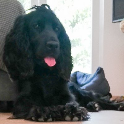 Profile Picture of Bob (@bob_el_perro) on Twitter