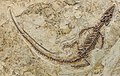 Profile Picture of Choristoderaon Wikipedia