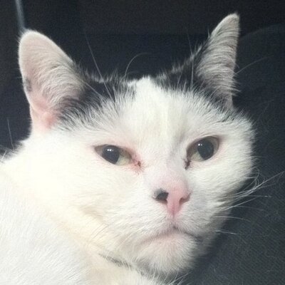 Profile Picture of Rene Bock (@Kabelkatze) on Twitter