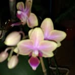 Profile Picture of Nancy Ginter (@nancy.ginter.902) on Facebook