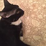 Profile Picture of Phyllis Boyd (@pj.boyd) on Instagram