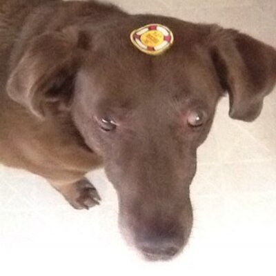 Larisa Pazmino - Twitter Profile Picture of Larisa Pazmino (@larrypaz) on Twitter