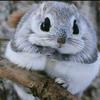 Profile Picture of Anne Pepper (@@peppermaker) on Tiktok