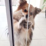 Profile Picture of Lord_Burkhart__dog🦊 (@lord_burkhart) on Instagram