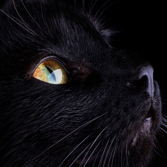 Profile Picture of Brandy Thomasson (@brandylee29) on Poshmark