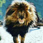 Profile Picture of abhay gaur (@gaur2411) on Instagram