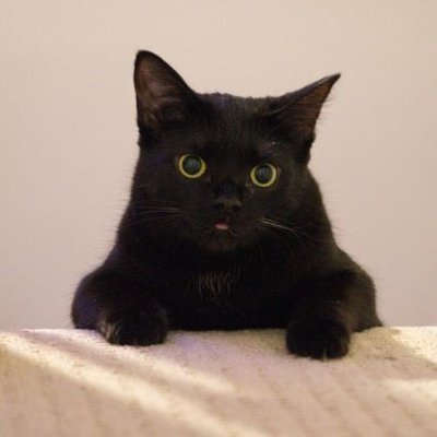 Profile Picture of Mike Lei (@mike_anubseran) on Twitter