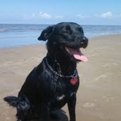 Profile Picture of Benjamin Sunshine (@SunshineSnwbrdr) on Twitter