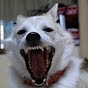 Profile Picture of ZGMFX10AFreedom0 (@@ZGMFX10AFreedom0) on Tiktok