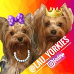 Profile Picture of 🐶 Benjamin & Josephine 🐶 (@lau_yorkies) on Instagram