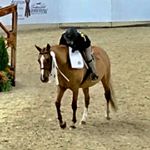 Profile Picture of Gabriella Bifulco (@gabs.horses87) on Instagram