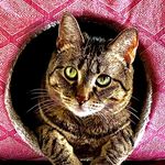 Profile Picture of Trinette (@mom2ericbelle) on Instagram