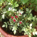 Profile Picture of Larry Morisch (@larrymorisch) on Instagram