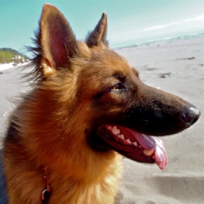 Profile Picture of Heather Wilhelm (@THNLK22311) on Twitter