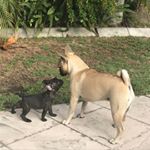 Profile Picture of Huck & Ruby Webster (@huck_ruby) on Instagram