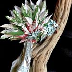 Profile Picture of Pish (@origami_with_patricia_mitchell) on Instagram