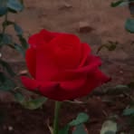 Profile Picture of Jason Enrique Heriniaina Lai (@Jason-Enrique-Heriniaina-Lai) on Facebook