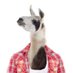 Profile Picture of JoeTheLlama (@JoeTheLlama2) on Twitter