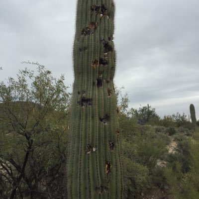 Profile Picture of Joe Peltier (@jpeltier1) on Twitter