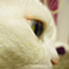 Profile Picture of Alex Chan (@alexthepanda) on Flickr
