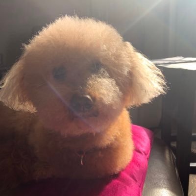 Profile Picture of Jacqueline Mines (@MinesJacqueline) on Twitter