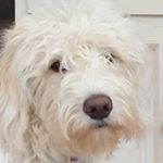 Profile Picture of Jacob Neumann (@jacoblneumann) on Instagram