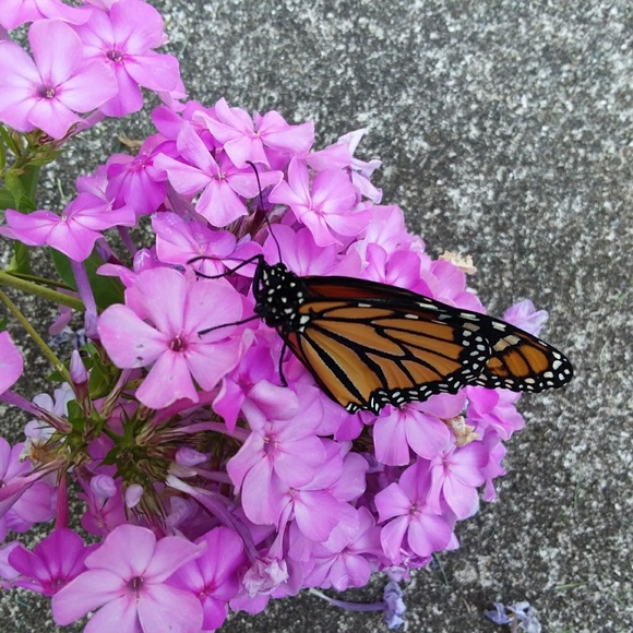 Profile Picture of Robin Valentine (@jrjvalen) on Poshmark