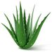 Profile Picture of Aloe Melanie Tranter Vera (melanie tranter) (@aloe.vera.710667) on Facebook