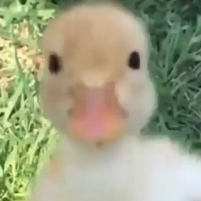 Profile Picture of RICHARD PAULSON (@RICHARD28850803) on Twitter