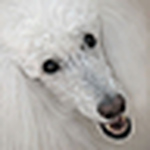 Profile Picture of Louise Lindsay (@Louise Lindsay) on Flickr