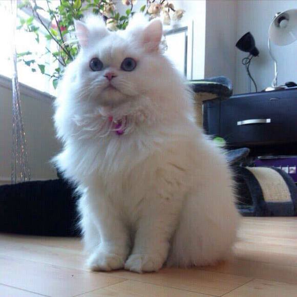 Profile Picture of Fahimeh Tafti (@rozitajan) on Poshmark