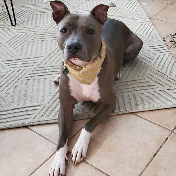 Profile Picture of Abraham Resendiz (@horriblepapas10) on Poshmark