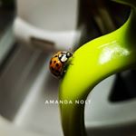 Profile Picture of Amanda Nolt (@thecraftyladybug86) on Instagram