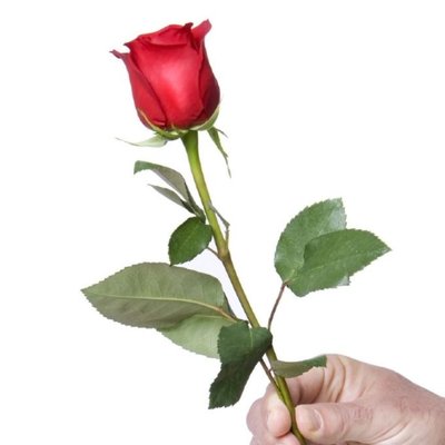 Profile Picture of Bachalorfan96 (@Bachfan96) on Twitter