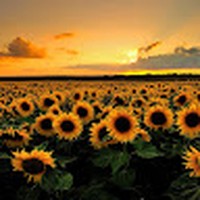 Profile Picture of Shea Garrison (@shea-garrison-5) on Quora