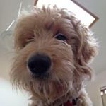 Profile Picture of Simon Moffatt (@banffkiwi) on Instagram