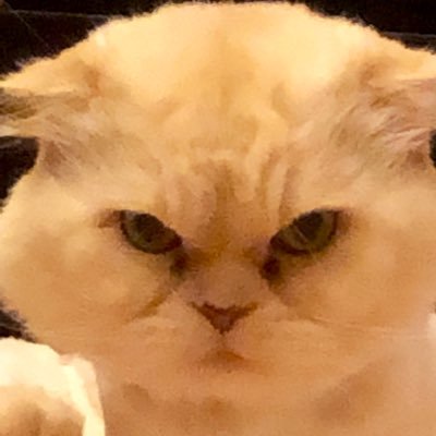 Profile Picture of Howard Chen (@howardchen0921) on Twitter