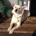 Profile Picture of Lisa Mummert (@meowluv) on Pinterest