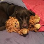 Profile Picture of Justin Strauss (@justinstrauss89) on Instagram