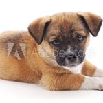 Profile Picture of Steven Alan Stambaugh Jr (@tankbro122) on Instagram