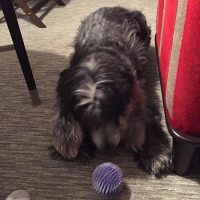 Profile Picture of Andrew Whelan (@andreww401) on Twitter