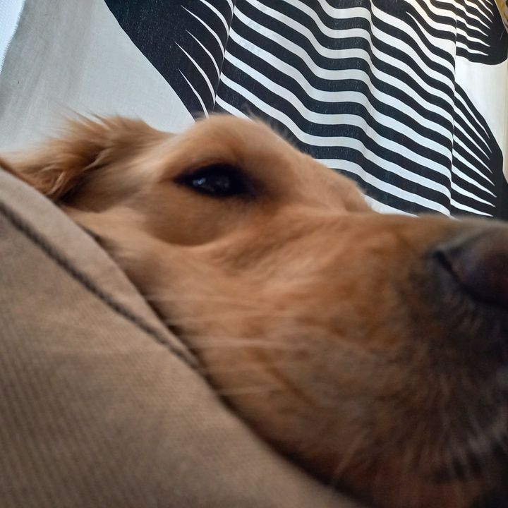 Profile Picture of Cheryl.Howe (@zjacovaewn3) on Tiktok