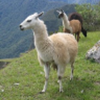 Profile Picture of Andrew Appleby (@Dalai_Llama) on Twitter