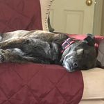 Profile Picture of Lori Romano (@skeetersgandma) on Instagram