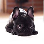 Profile Picture of xavier (@xavierduponte) on Instagram