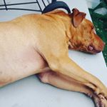 Tinder Craig - Instagram Profile Picture of Tinder Craig (@doggo_sus2015) on Instagram