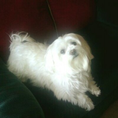 Profile Picture of Ginny McCarthy (@dogiebowser_al) on Twitter