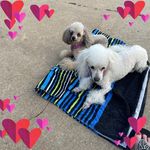 Profile Picture of Susan Tolar-Hensley (@tolarhensley) on Instagram